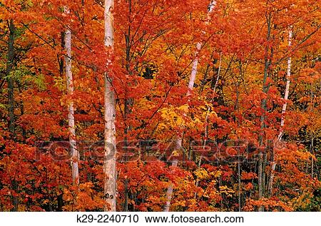 Autumn foliage in deciduous forest featuring maple and birch, Greater Sudbury, Ontario, Canada. View Large Photo Image Stock Image - Autumn foliage in deciduous forest featuring maple and birch, Greater Sudbury, Ontario, Canada.. Fotosearch