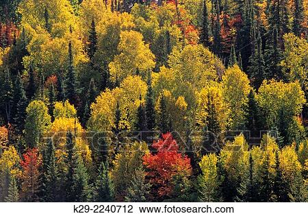 Autumn foliage in deciduous forest featuring maple and birch, Greater Sudbury, Ontario, Canada. View Large Photo Image Stock Image - Autumn foliage in deciduous forest featuring maple and birch, Greater Sudbury, Ontario, Canada.. Fotosearch
