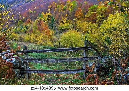 Autumn Forest at Felechosa, Aller, Puerto de San Isidro, Asturias Spain View Large Photo Image Stock Photography - Autumn Forest at Felechosa, Aller, Puerto de San Isidro, Asturias Spain. Fotosearch