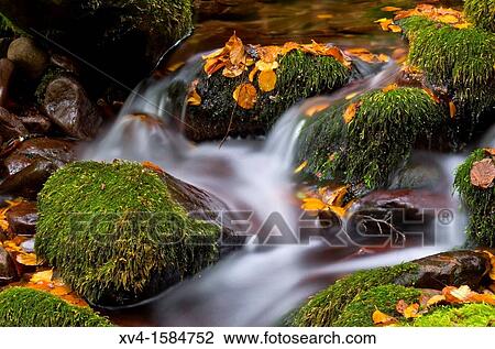 Autumn forest in Arce Valley, Navarre Pyrenees, Spain View Large Photo Image Stock Image - Autumn forest in Arce Valley, Navarre Pyrenees, Spain. Fotosearch