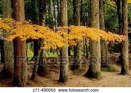 Autumn forest in Garan area, Koya-san. Kansai, Japan View Large Photo Image Stock Photography - Autumn forest in Garan area, Koya-san. Kansai, Japan. Fotosearch