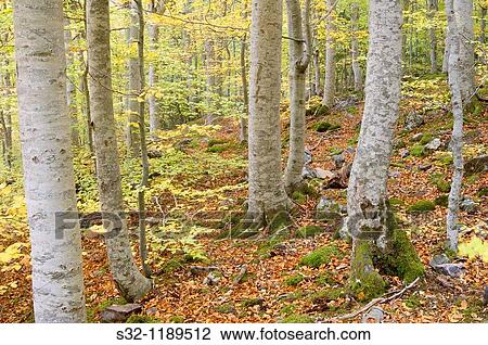 autumn forest in the Moncayo Natural Park, saragossa, Aragon, Spain View Large Photo Image Stock Image - autumn forest in the Moncayo Natural Park, saragossa, Aragon, Spain. Fotosearch