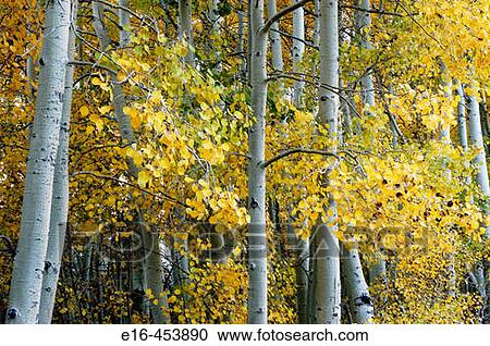 autumn forest View Large Photo Image Stock Image - autumn forest. Fotosearch