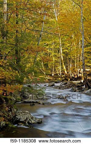 Autumn, Greenbrier, Great Smoky Mountains National Park View Large Photo Image Stock Photo - Autumn, Greenbrier, Great Smoky Mountains National Park. Fotosearch