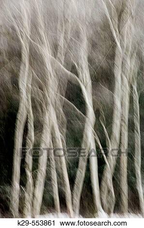 Stock Image - Autumn impressions. Birch tree trunks- camera panning and multiple exposure. Fotosearch
