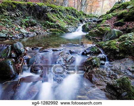 Stock Image - Autumn in a beech Valley CBrdenas - San Millan de la Cogolla - Sierra de la Demanda - La Rioja - Spain. Fotosearch