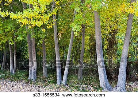 Autumn in Aragosa Guadalajara Castilla la Mancha Spain View Large Photo Image Picture - Autumn in Aragosa Guadalajara Castilla la Mancha Spain. Fotosearch