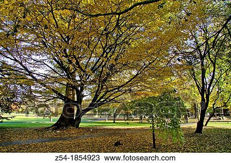 Autumn in Ferrera Park, Avil? s, Asturias, Spain View Large Photo Image Stock Image - Autumn in Ferrera Park, Avil? s, Asturias, Spain. Fotosearch