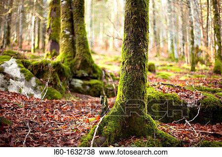 Autumn in Irati, Navarre, Spain View Large Photo Image Stock Photo - Autumn in Irati, Navarre, Spain. Fotosearch