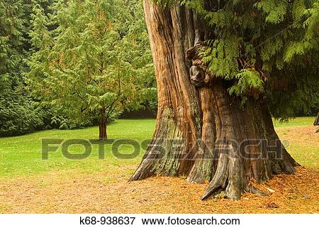 autumn in Stanley Park, Vancouver, BC, Canada View Large Photo Image Stock Photo - autumn in Stanley Park, Vancouver, BC, Canada. Fotosearch