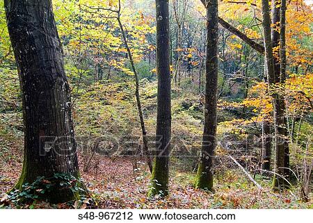 Autumn in the Aralar. Navarra. Spain. View Large Photo Image Stock Image - Autumn in the Aralar. Navarra. Spain.. Fotosearch