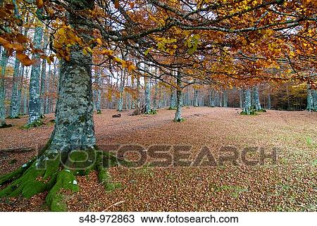 Autumn in the Aralar. Navarra. Spain. View Large Photo Image Stock Image - Autumn in the Aralar. Navarra. Spain.. Fotosearch