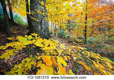 Stock Image - Autumn in the forest, colorful leaves. Fotosearch