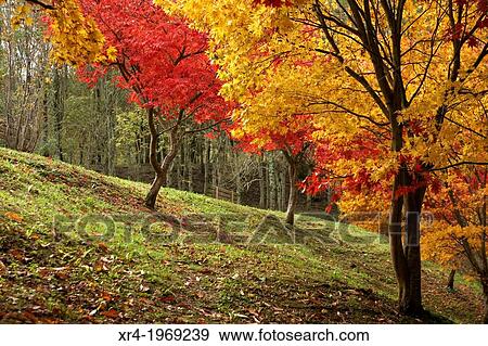 Autumn in the recreational area of Lukun, Natural Park Pagoeta, Aia, Gipuzkoa, Guipuzcoa, Basque Country, Spain. View Large Photo Image Stock Photo - Autumn in the recreational area of Lukun, Natural Park Pagoeta, Aia, Gipuzkoa, Guipuzcoa, Basque Country, Spain.. Fotosearch