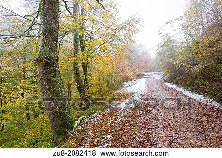 Stock Photo - Autumn is coming to an end, and the first snow has begun to fall in the deep valleys of the Natural Park of Saja Besaya. This photograph is taken along the course of the river Arbencia.. Fotosearch