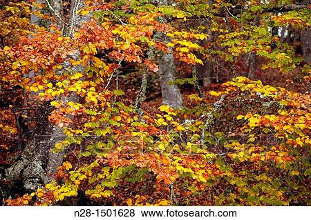 Autumn Landscape Natural Park Saja Nansa, Cantabria, Spain. View Large Photo Image Stock Photo - Autumn Landscape Natural Park Saja Nansa, Cantabria, Spain.. Fotosearch