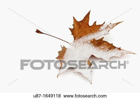 Stock Photo - Autumn Leaf in Snow. Fotosearch