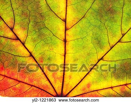 Autumn leaf Single fall leaf against white Natural colors and textures View Large Photo Image Stock Image - Autumn leaf Single fall leaf against white Natural colors and textures. Fotosearch