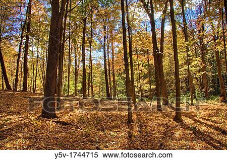 Stock Photography - Autumn leaves and trees Somers NY. Fotosearch