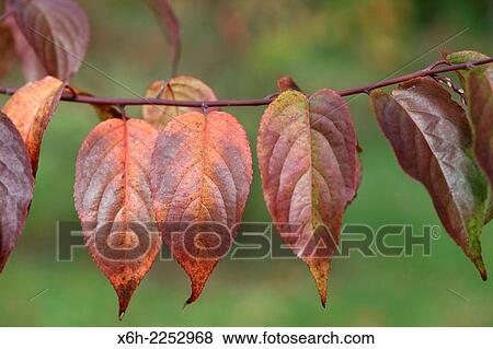 Stock Photo - Autumn leaves in a line on a branch.. Fotosearch