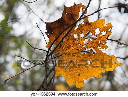 Autumn leaves View Large Photo Image Picture - Autumn leaves. Fotosearch