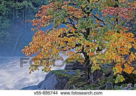 Autumn maple tree at Eagle Falls, Skykomish River, Washington State, USA View Large Photo Image Picture - Autumn maple tree at Eagle Falls, Skykomish River, Washington State, USA. Fotosearch