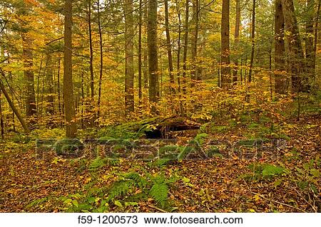 Autumn, Motor Nature Trail, Great Smoky Mountains National Park View Large Photo Image Stock Image - Autumn, Motor Nature Trail, Great Smoky Mountains National Park. Fotosearch
