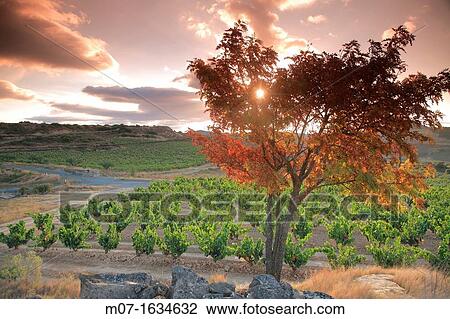 Autumn scape Rioja, Spain View Large Photo Image Stock Image - Autumn scape Rioja, Spain. Fotosearch