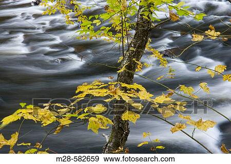 Stock Photo - Autumn scene along the West River in Jamaica State Park Vermont USA. Fotosearch