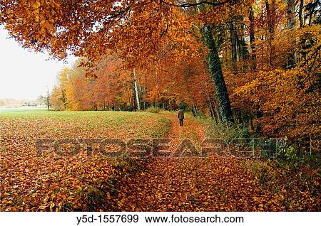 autumn scene, forest, little village promasens, Fribourg canton, Switzerland, autumn View Large Photo Image Stock Photo - autumn scene, forest, little village promasens, Fribourg canton, Switzerland, autumn. Fotosearch