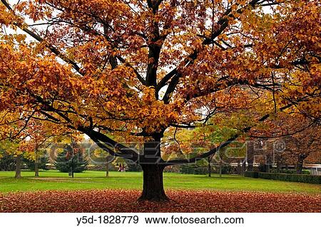 autumn scene in a park, Geneva, Switzerland View Large Photo Image Stock Photo - autumn scene in a park, Geneva, Switzerland. Fotosearch