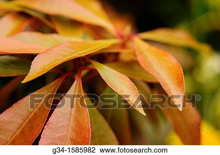 Stock Image - Autumn Swathe. Fotosearch
