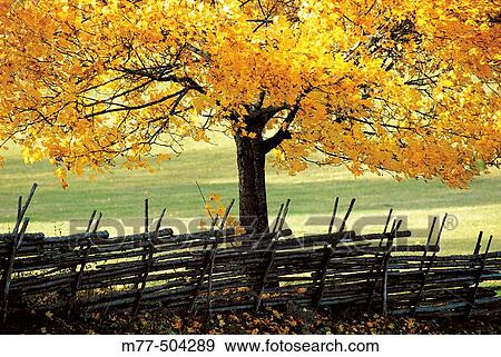 Stock Photo - Autumn tree, yellow, colours, old fence. Torpa. Sm? land. Sweden.. Fotosearch