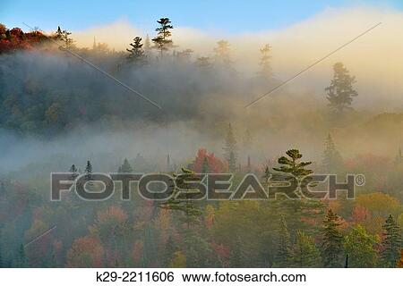 Autumn trees and white pines in morning fog, Lake Superior Provincal Park, Ontario, Canada. View Large Photo Image Stock Photograph - Autumn trees and white pines in morning fog, Lake Superior Provincal Park, Ontario, Canada.. Fotosearch