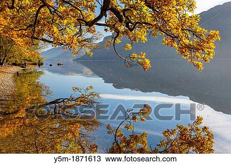 Autumn trees at Ullswater in the Lake District National Park, Cumbria, England, UK, Europe View Large Photo Image Stock Image - Autumn trees at Ullswater in the Lake District National Park, Cumbria, England, UK, Europe. Fotosearch