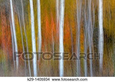 Autumn trees Camera movement View Large Photo Image Picture - Autumn trees Camera movement. Fotosearch