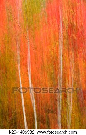 Stock Image - Autumn trees Camera movement. Fotosearch