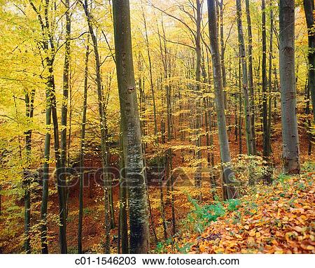 Stock Image - Autumnal forest, Vosges mountains, Alsace, France. Fotosearch