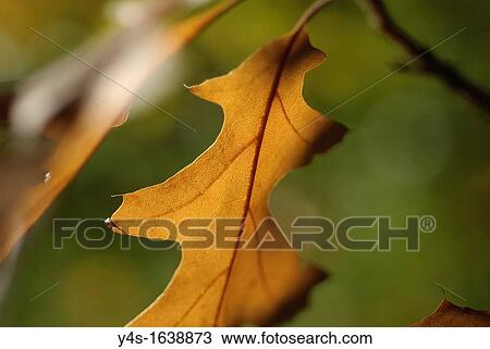Autumnal glow of a sweeping oak leaf ready to fall View Large Photo Image Stock Image - Autumnal glow of a sweeping oak leaf ready to fall. Fotosearch
