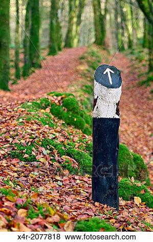 Autumnal scene, Mullaghmeen wood, County Westmeath, Ireland. View Large Photo Image Stock Photo - Autumnal scene, Mullaghmeen wood, County Westmeath, Ireland.. Fotosearch