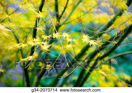 Picture - Autumnal Setting, Seattle, Washington, USA. Fotosearch
