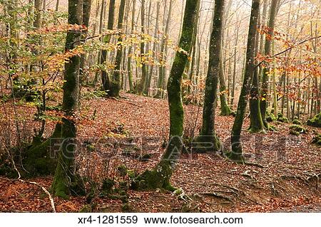 Autunno In Il Valle Baztan Baztan Valle Elizondo Navarra Nafarroa Spagna Espaa Archivio Fotografico Xr4 Fotosearch