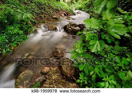 Avall Torrent - Valldemossa torrent, Valldemossa, Sierra de Tramuntana, Mallorca, Balearic Islands, Spain. View Large Photo Image Stock Photo - Avall Torrent - Valldemossa torrent, Valldemossa, Sierra de Tramuntana, Mallorca, Balearic Islands, Spain.. Fotosearch