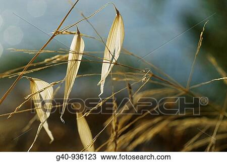 Avena Sterilis View Large Photo Image Stock Image - Avena Sterilis. Fotosearch