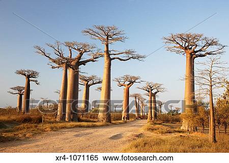 Avenue of the Baobabs (Adansonia digitata), Morondava, Toliara, Madagascar View Large Photo Image Stock Photography - Avenue of the Baobabs (Adansonia digitata), Morondava, Toliara, Madagascar. Fotosearch