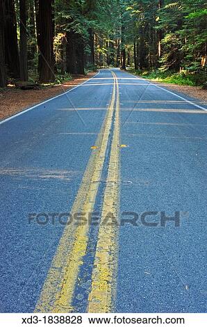 Stock Photo - Avenue of the Giants, California, USA. Fotosearch