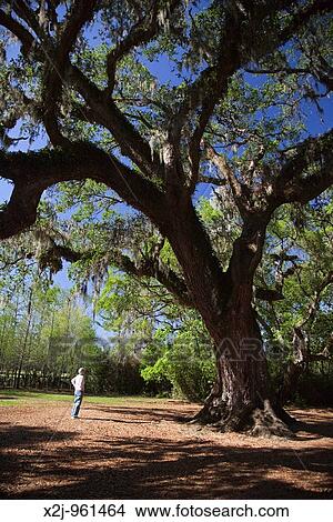 Picture - Avery Island, Louisiana - The Cleveland Oak at Jungle Gardens. Fotosearch