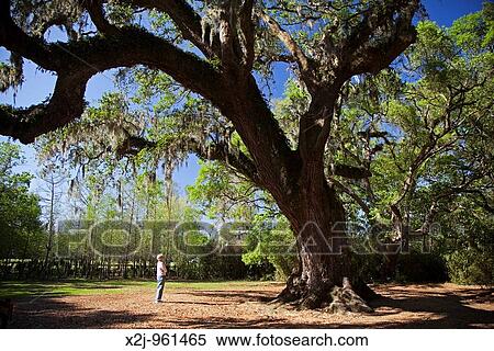 Avery Island, Louisiana - The Cleveland Oak at Jungle Gardens View Large Photo Image Stock Photography - Avery Island, Louisiana - The Cleveland Oak at Jungle Gardens. Fotosearch
