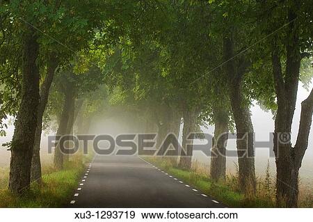 Avnue in fog View Large Photo Image Stock Photo - Avnue in fog. Fotosearch