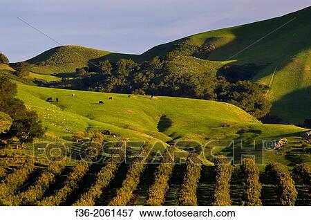 Avocado Orchard and green hills in Spring, Old Creek Road, near Cayucos, California. View Large Photo Image Stock Photo - Avocado Orchard and green hills in Spring, Old Creek Road, near Cayucos, California.. Fotosearch